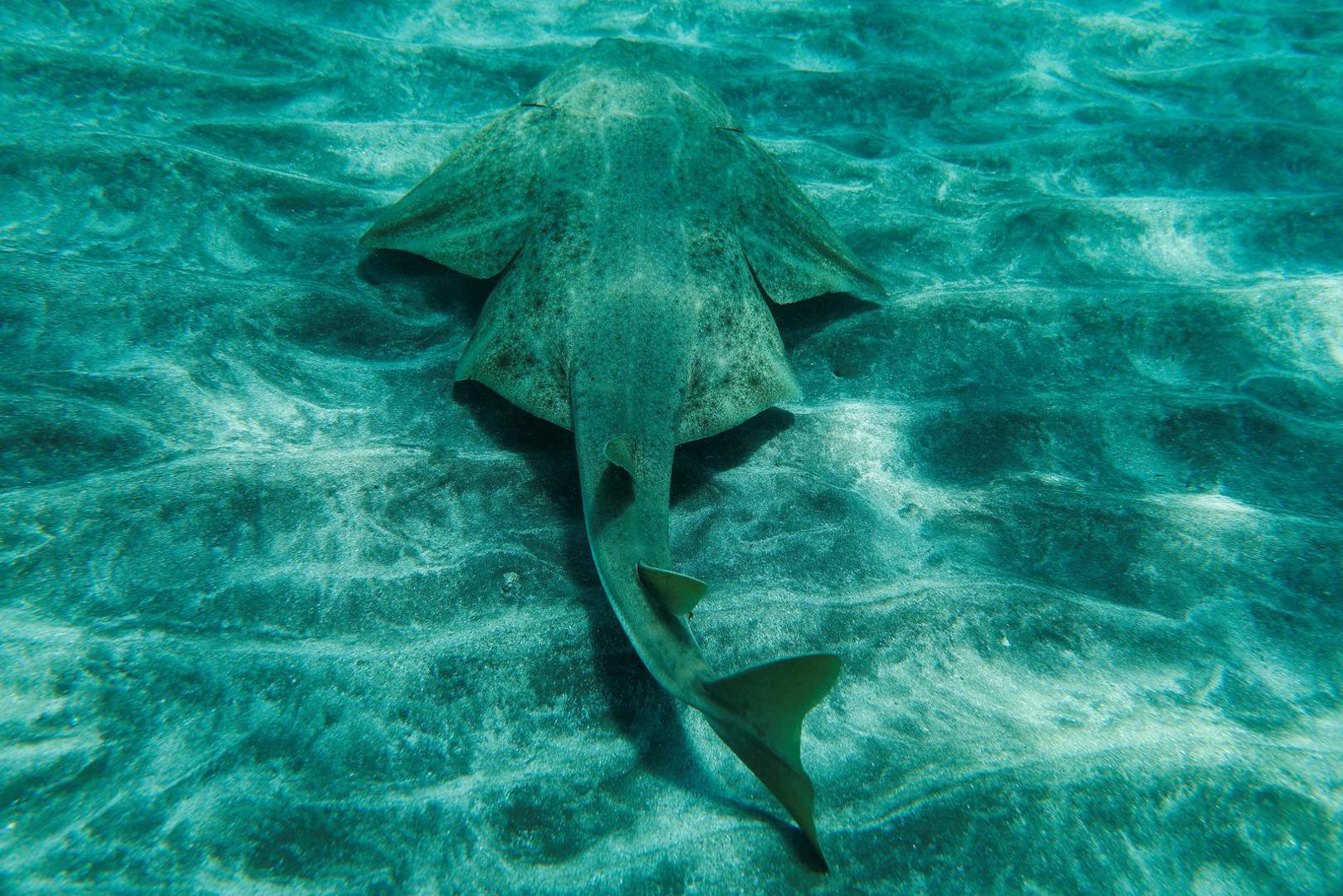 A specimen of an endangered species Angel Shark (Squatina Squatina) is pictured on the Arinaga beach, in the island of Gran Canaria, Spain April 29, 2023. REUTERS/Borja Suarez Photo: BORJA SUAREZ/REUTERS