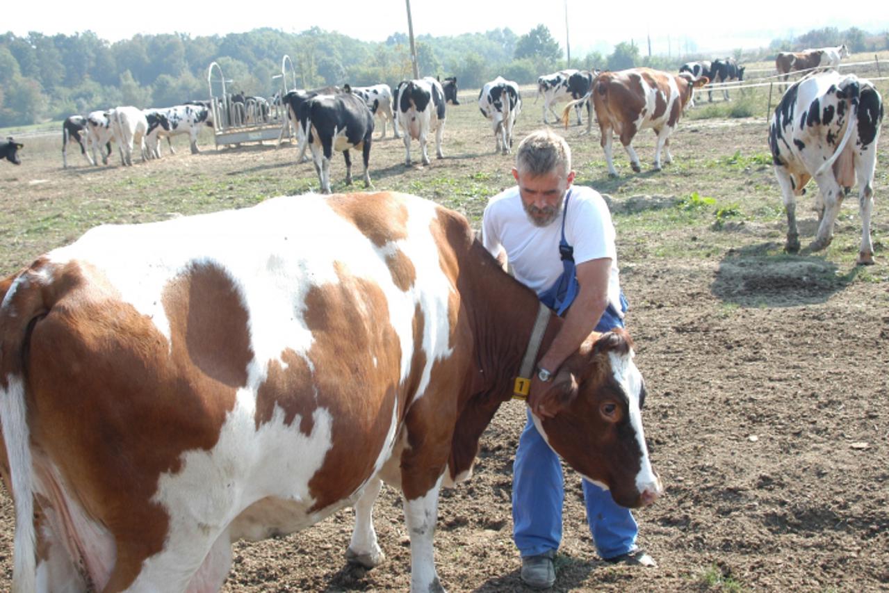 '29.10.2010., Bjelovar - Mladen Solcic jedan od najvecih proizvodjaca mlijeka na podrucju Bjelovarsko-bilogorskoj zupaniji vodi apsurdan sudski spor  Photo: Damir Spehar/PIXSELL'