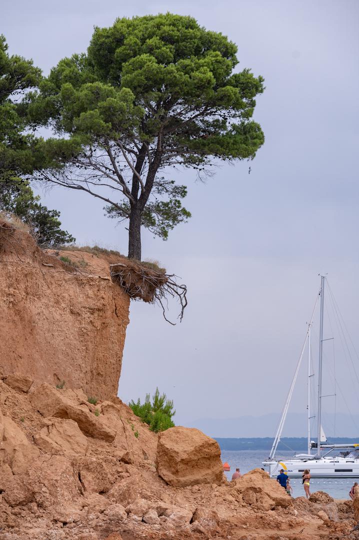 13.07.2023., Vrgada - Vecernjakova turisticka patrola. Stablo odoljeva eroziji tla.  Photo: Dino Stanin/PIXSELL