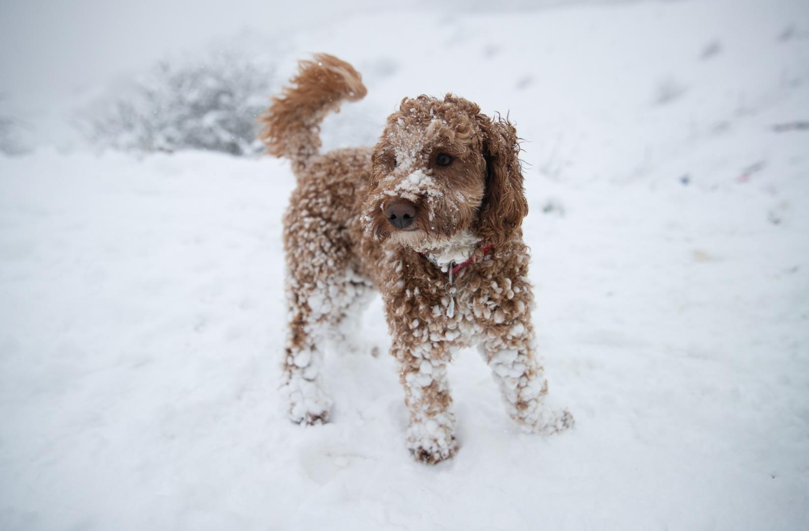 Winter weather Feb 7th 2021 Williow, a 1 year old Cockerpoo, enjoys the snow in Wye National Nature Reserve near Ashford in Kent, with heavy snow set to bring disruption to south-east England and East Anglia as bitterly cold winds grip much of the nation. Picture date: Sunday February 7, 2021. Andrew Matthews  Photo: PA Images/PIXSELL