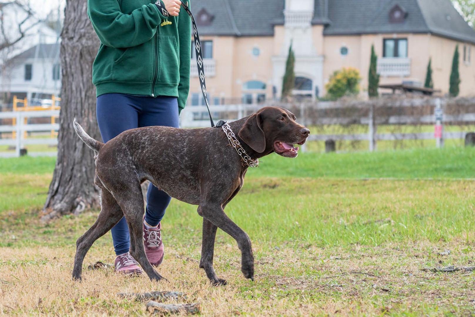 Poboljšavaju fizičko zdravlje: Vlasnici pasa često su fizički aktivniji jer ih redovito šetaju. Istraživanja su pokazala da redovita tjelesna aktivnost može smanjiti rizik od kardiovaskularnih bolesti. Osim toga, prisutnost kućnog ljubimca povezuje se s nižim krvnim tlakom i kolesterolom.