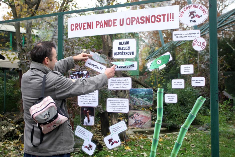 Crveni panda ZOO