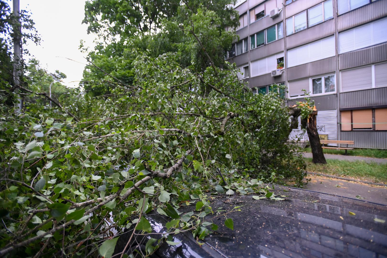 23.06.2023.,Zagreb - Olujni vjetar srusio  stablo u Ulici Ante Jaksica  , tri automobila ostecena  Photo: Igor Soban/PIXSELL