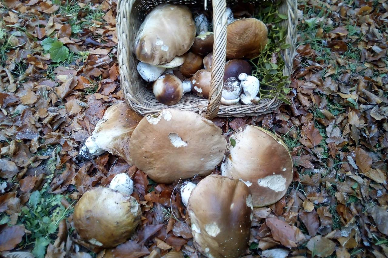 Branje gljiva uz stručno vodstvo na tradicionalnoj goranskoj Gljivarijadi