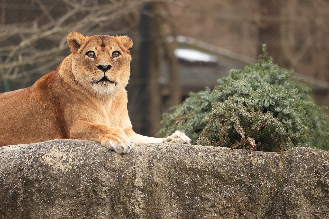 Zagreb: Podjela raskićenih božićnih drvaca životinjama u zoološkom vrtu