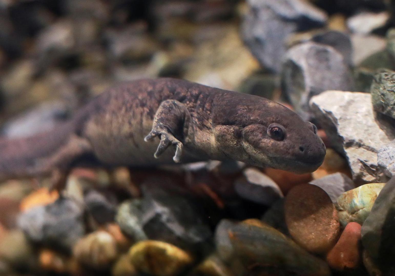 An axolotl (Ambystoma mexicanum) swims in an aquarium at the new Axolotl Museum and Amphibians Conservation Centre, which is to promote the protection and study of this endangered species, at Chapultepec Zoo in Mexico City, Mexico, January 25, 2023. REUTERS/Henry Romero Photo: HENRY ROMERO/REUTERS