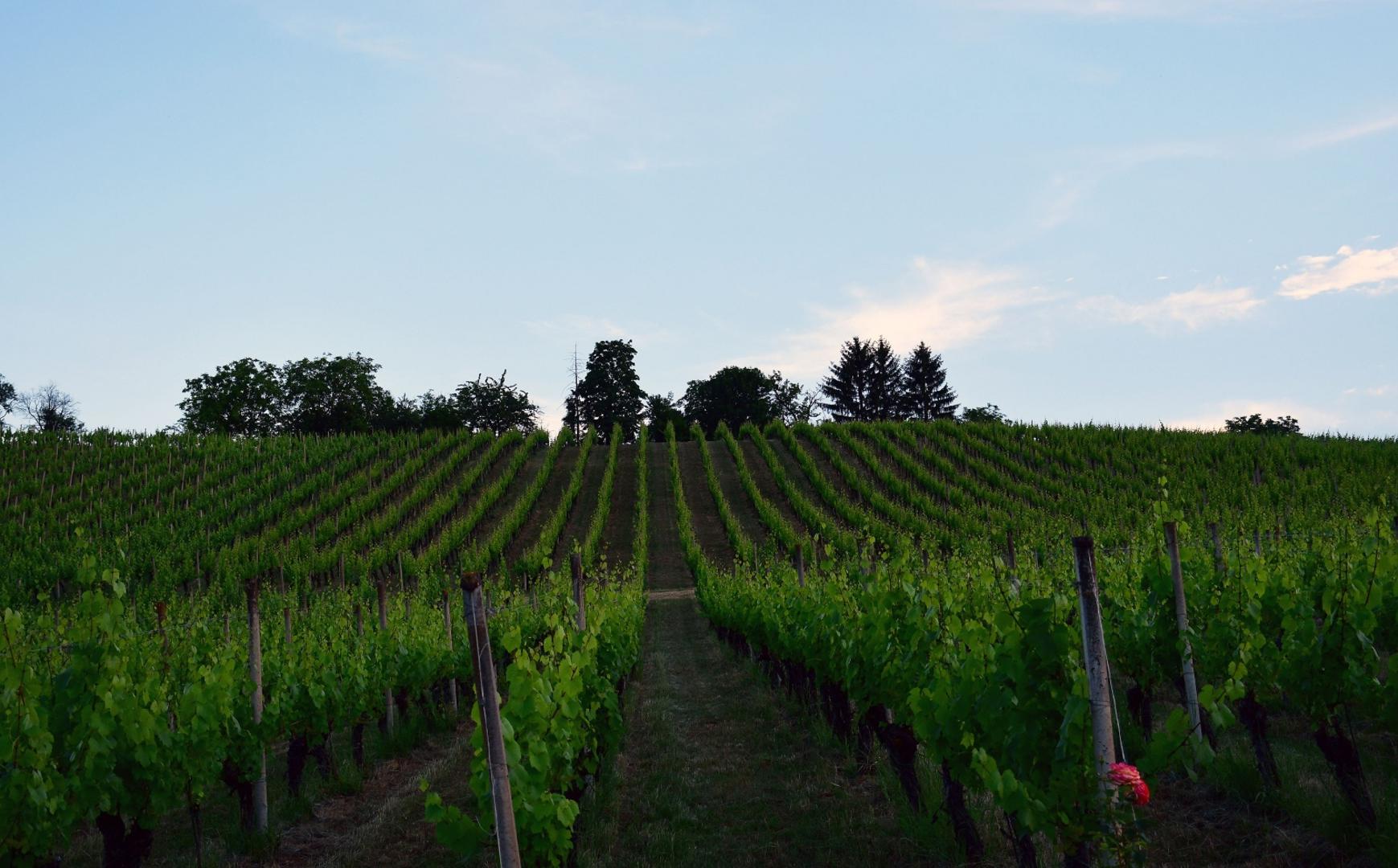 19.06.2021., Brodski Stupnik - U vinogradima ispred vinskog hotela „Stupnicki Dvori“ odrzana je po prvi put enolosko-gastronomska manifestacija „Zalazak u vinogradu“ u organizaciji Turisticke zajednice Meridiana Slavonica i TZ Brodsko-posavske zupanije. 
Photo: Ivica Galovic/PIXSELL