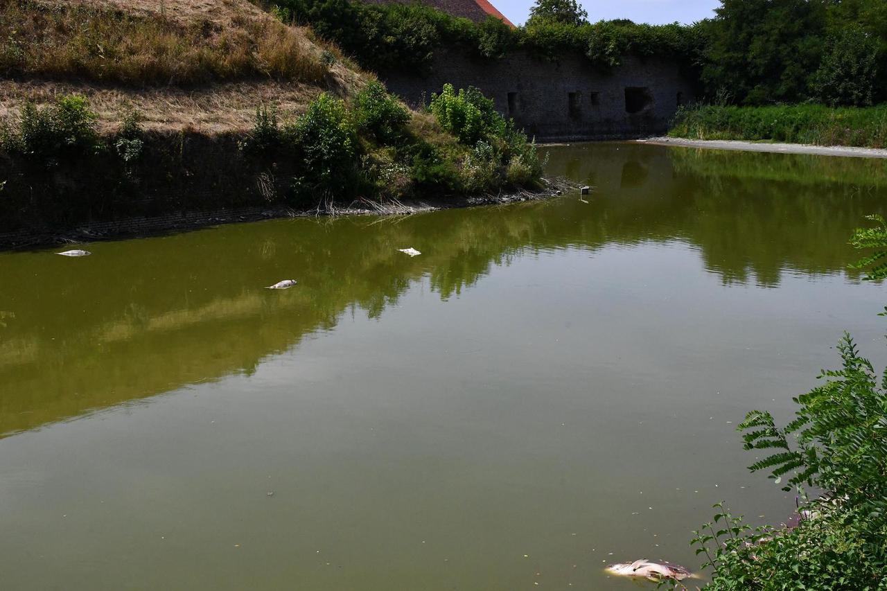 Slavonski Brod: Veliki pomor ribe u sustavu obnovljenih vodenih opkopa Tvrđave Brod