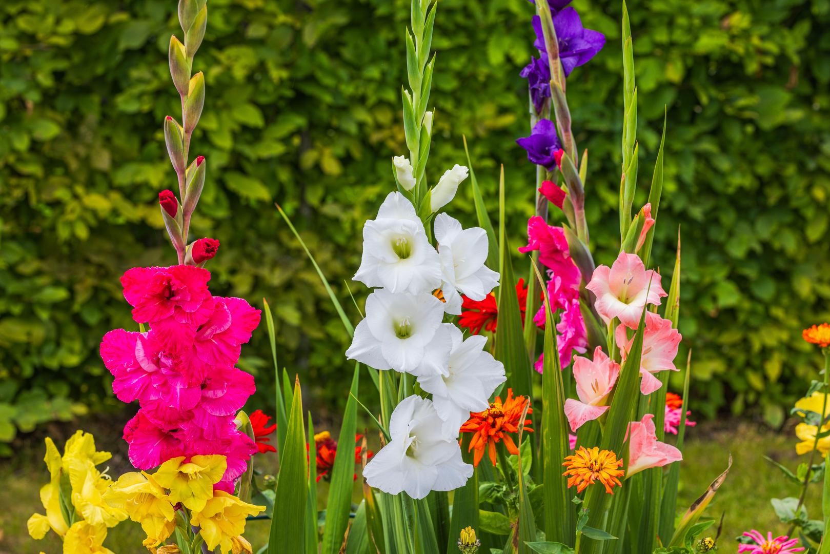Strijelac (22. studenog – 21. prosinca) - Gladiole: Gladiole, simbol slobode i ljepote divljeg cvijeća, savršeno odražavaju otvorenost uma i avanturistički duh Strijelca. Ovi cvjetovi dodaju boju i vitalnost u vrt te potiču istraživački duh Strijelca.