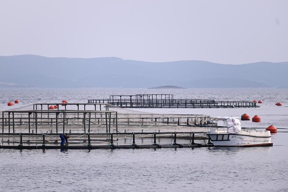 Zadar: Obilazak Cromaris-ovih kaveza za uzgoj ribe na Lavdari