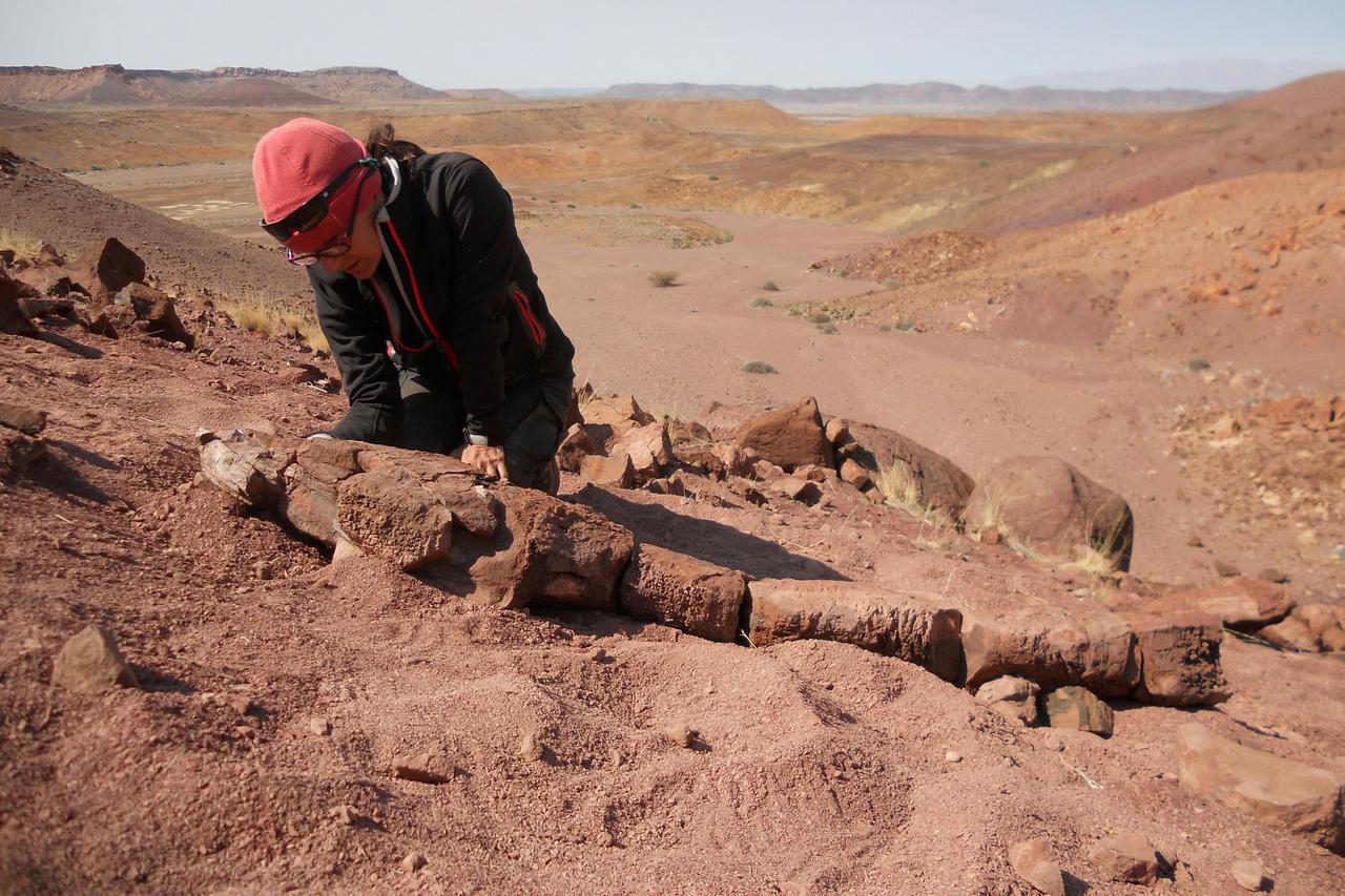 Scientist Claudia Marsicano looks at the fossil skeleton of the Permian Period salamander-like creature Gaiasia jennyae, in Namibia