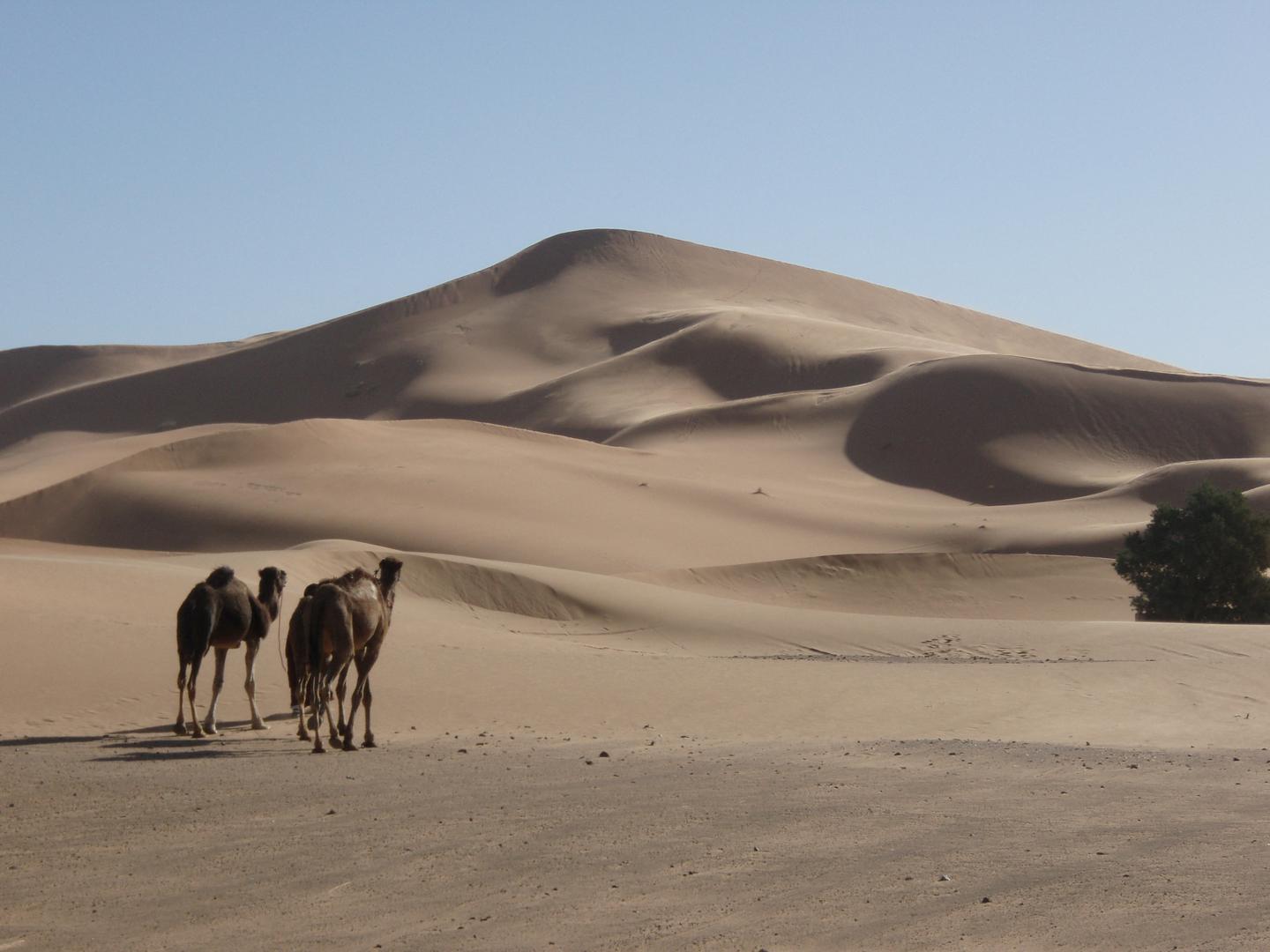 A view of the Lala Lallia star dune of the Sahara Desert, in Erg Chebbi, Morocco, as seen in an undated handout image from 2008 and obtained by Reuters on March 1, 2024. Charlie Bristow/Handout via REUTERS    NO RESALES. NO ARCHIVES. THIS IMAGE HAS BEEN SUPPLIED BY A THIRD PARTY Photo: Charlie Bristow/REUTERS