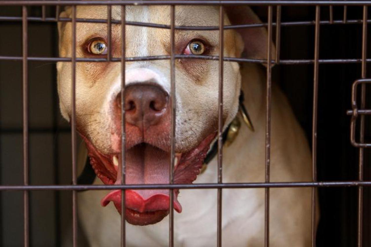 'A pitbull seized during a raid on an address in Kennington, south London, as part of operation Navara, targeting dangerous dogs. Photo: Press Association/Pixsell'