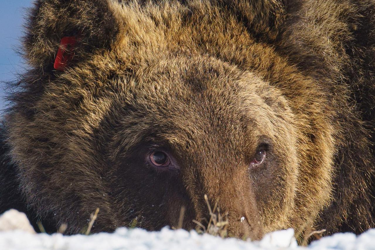 Italy mourns death of mountain bear Juan Carrito