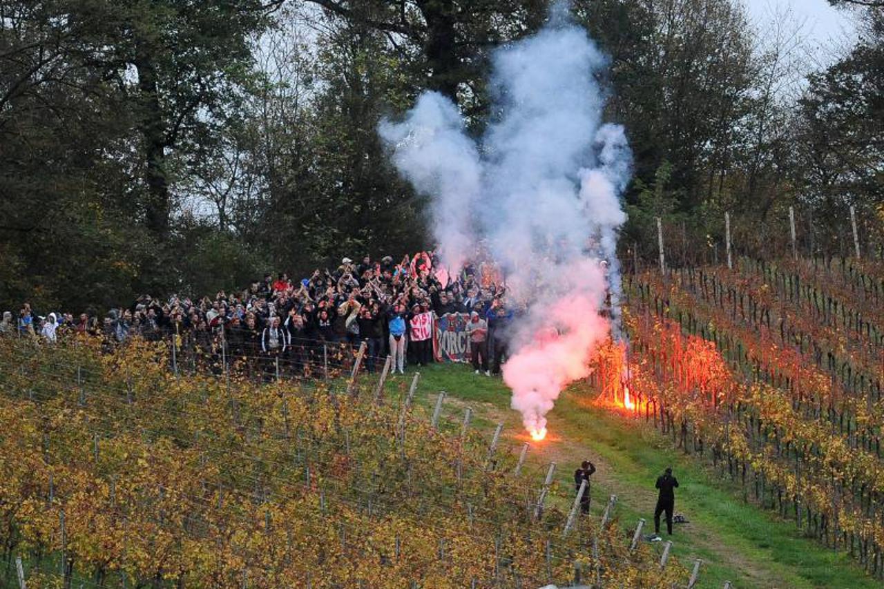 hajduk, vinogradar (1)