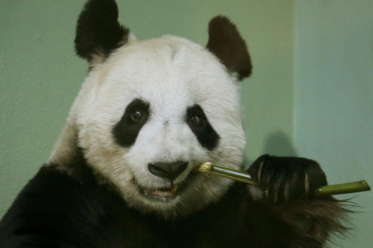 panda tian tian