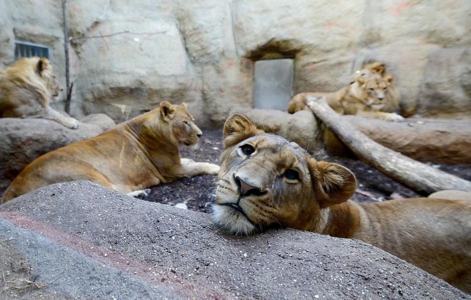 Zagreb: Posjetitelji Zoološkog vrta izra?ivali darove za životinje koje su im timaritelji podijelili