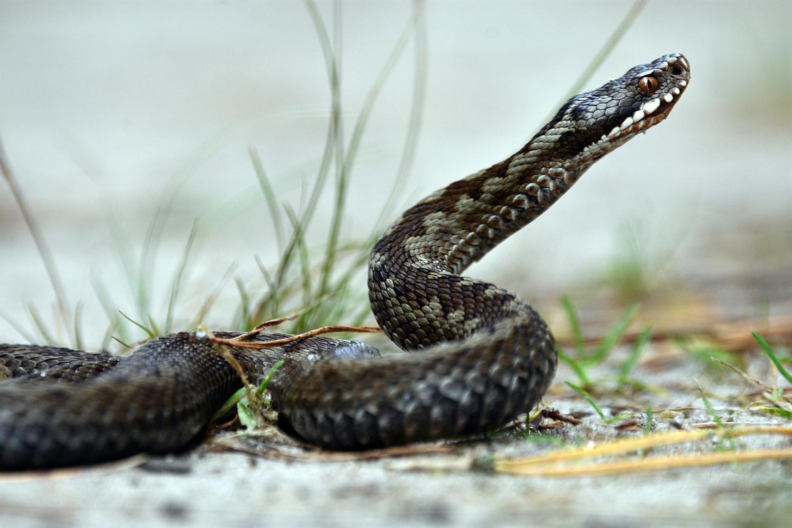 Na području Hrvatske obitava 15 vrsta zmija, a samo tri su otrovnice. No, važno je napomenuti da je 12 vrsta strogo zaštićeno Zakonom o zaštiti prirode zbog čega je zabranjeno ozljeđivati ih, ubijati, uznemiravati i hvatati ili ih držati u zatočeništvu, objavio je HZJZ.