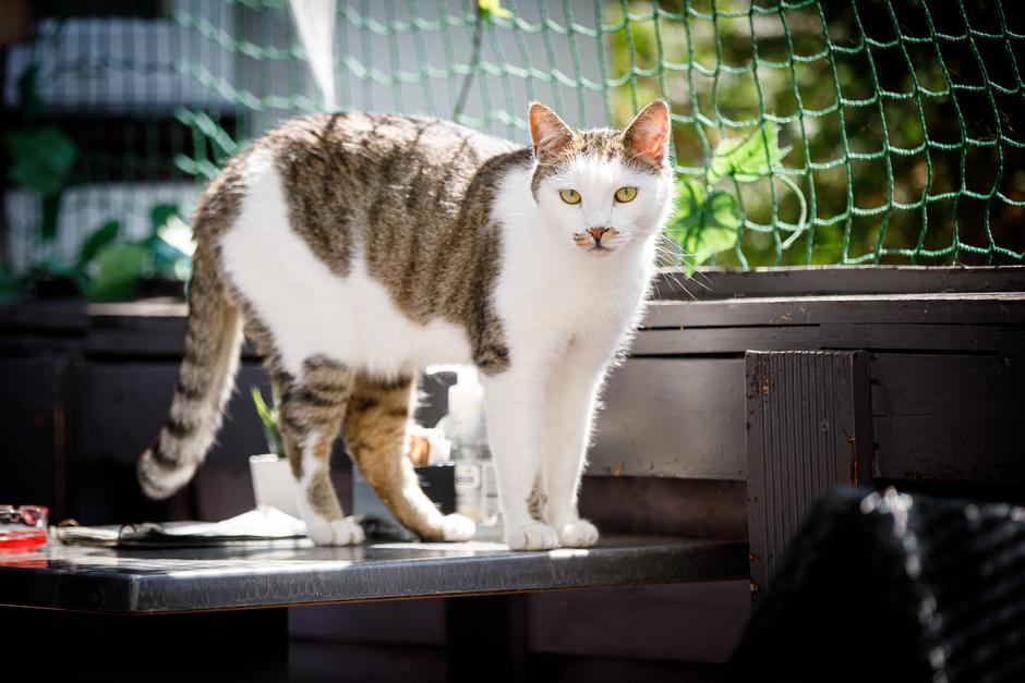 Zagreb: Mačke udomljene s ulice uživaju na terasi Cat caffea u  Kušlanovoj ulici