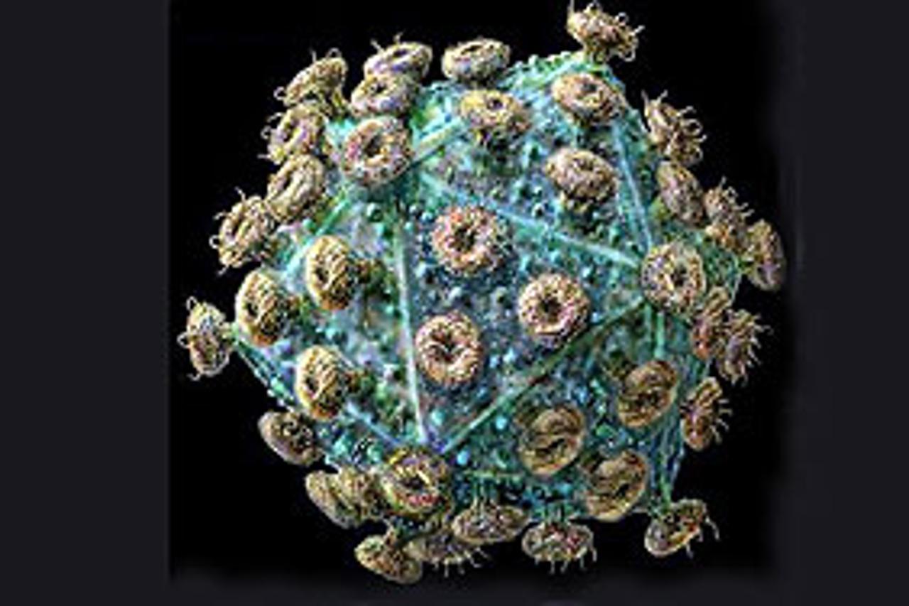 Virus HIV-a