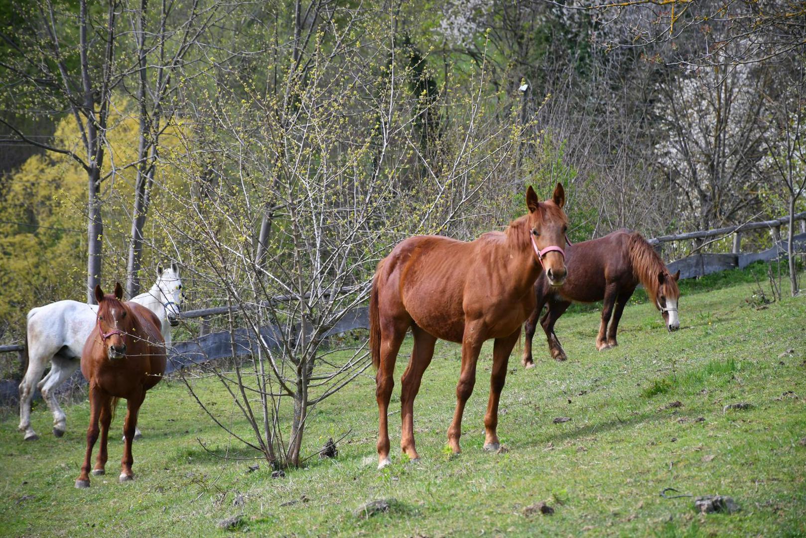 12.04.2023., Velika Pisanica - Turisticka patrola Vecernjeg lista, Opcina Velika Pisanica. Srediste, opcina Velika Pisanica. Izletiste Na malenom brijegu u vlasnistvu OPG-a Vlajnic Photo: Damir Spehar/PIXSELL