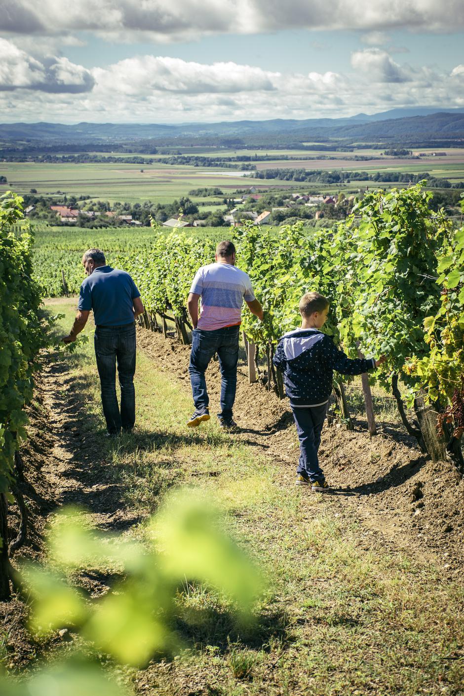 Vinarija Kutjevo