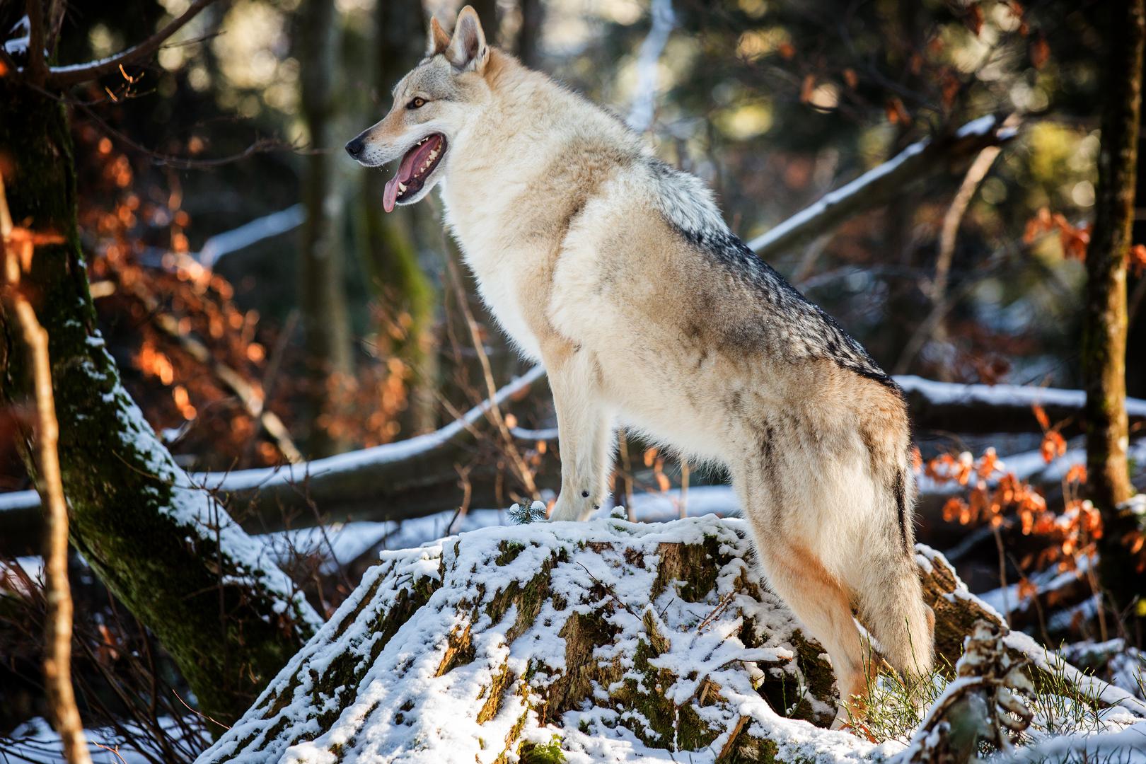 Čehoslovački vučji pas, 06.02.2019., Gorski Kotar