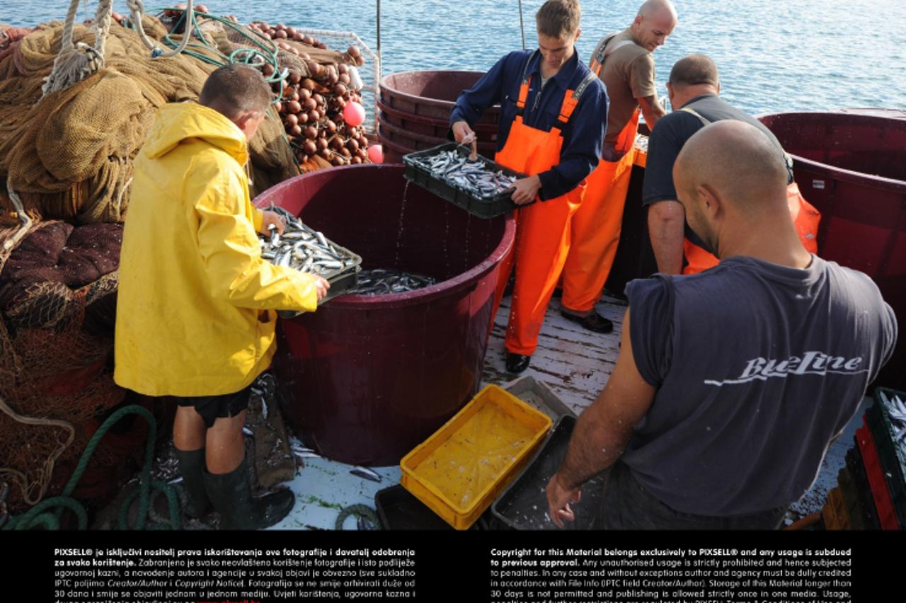 '12.09.2013., Tribunj - Hrvatski ribari susrecu se s nizom problema koji ima onemogucavaju noramalan rad. Uprkos svemu svakoga jutra na Tribunjsku rivu dovoze svjezu ribu. Photo: Hrvoje Jelavic/PIXSEL