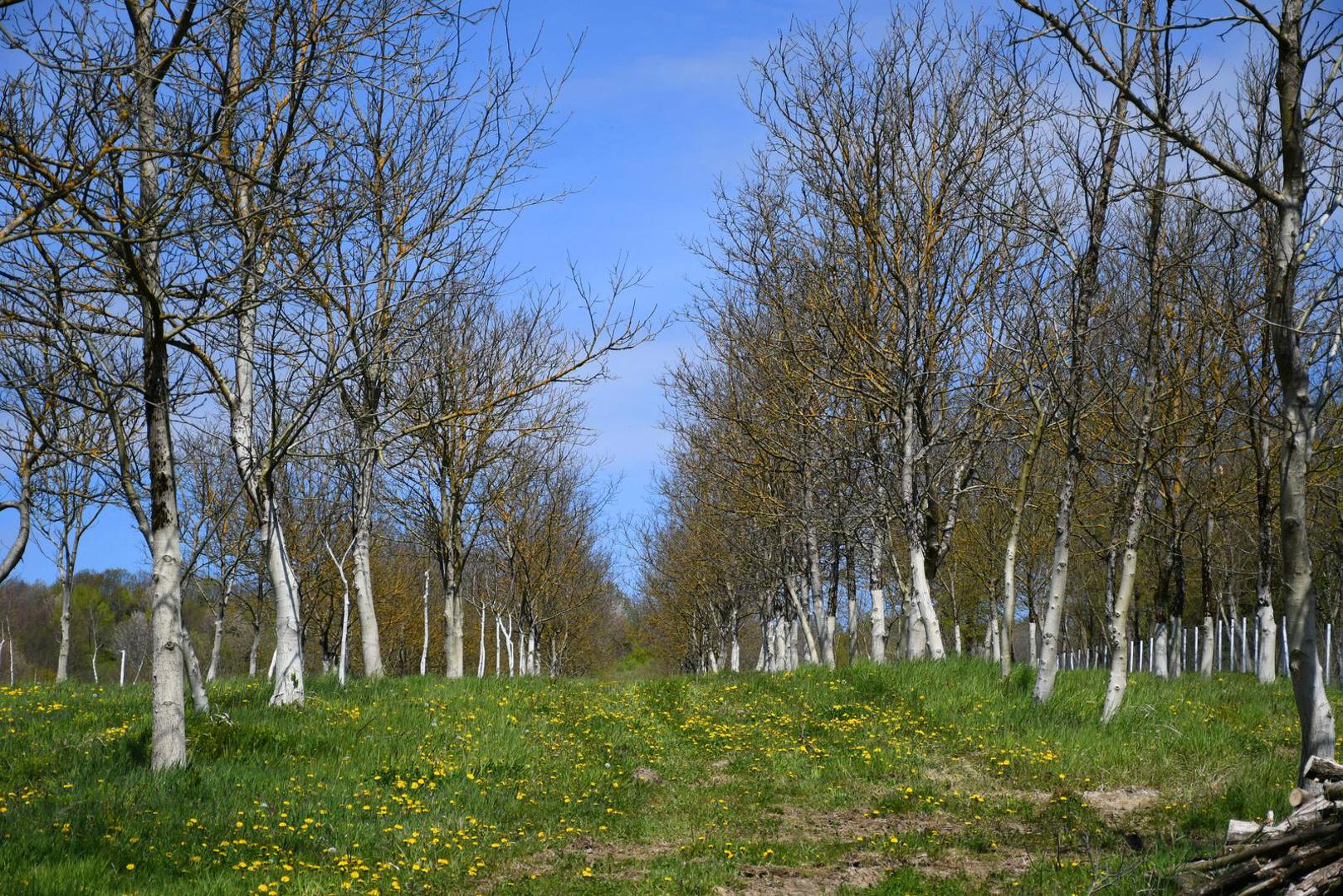 12.04.2023., Velika Pisanica - Turisticka patrola Vecernjeg lista, Opcina Velika Pisanica. Srediste, opcina Velika Pisanica. OPG Jasna Ilekovic Photo: Damir Spehar/PIXSELL