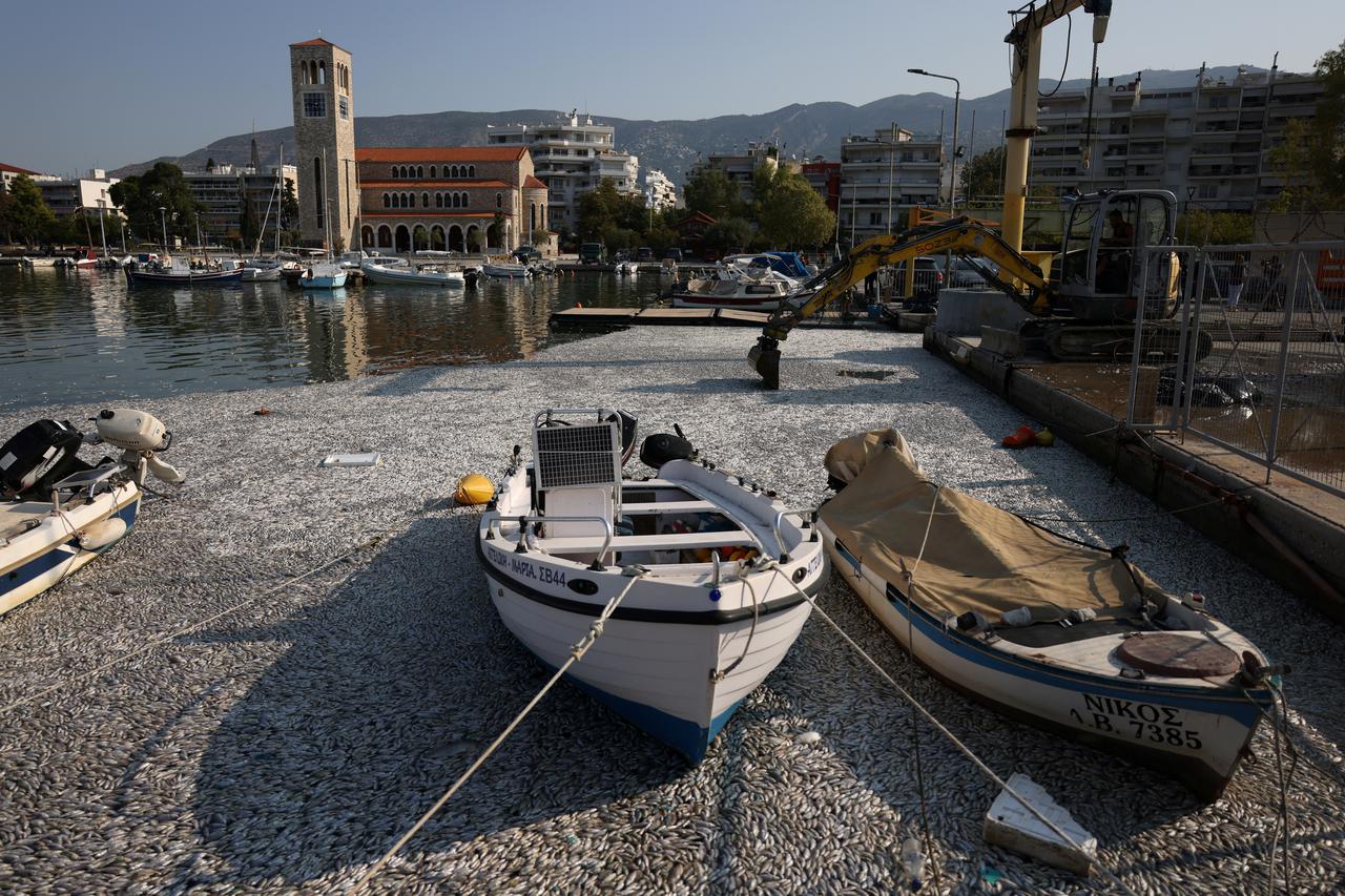 Tonnes of dead fish crowd Greek tourist port after flooding