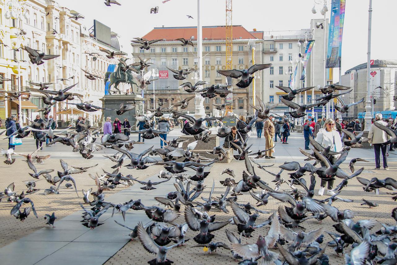 Zagreb: Jedan od simbola glavnog gradskog trga su golubovi 