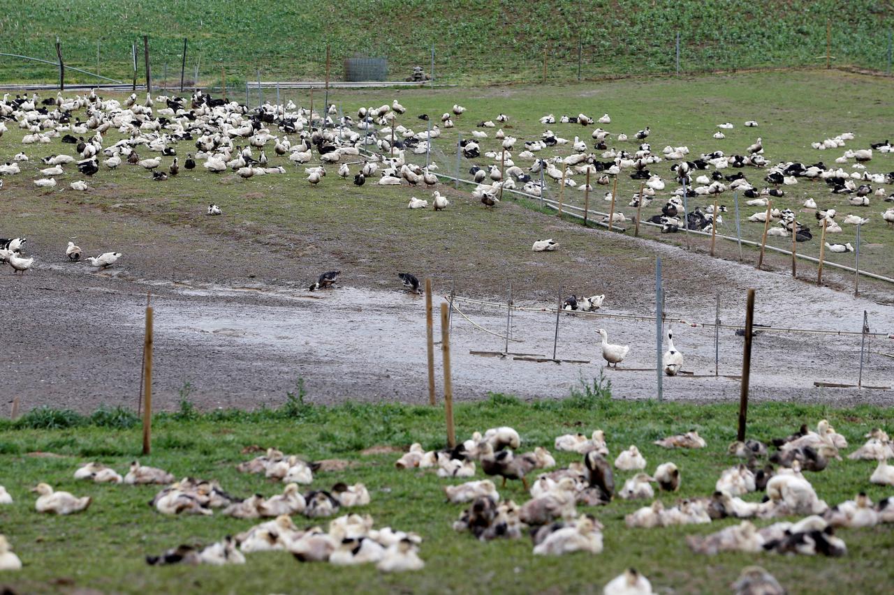 FILE PHOTO: Ducks are pictured in a field at a poultry farm in Montsoue as France continues a massive cull of ducks in three regions most affected by a severe outbreak of bird flu