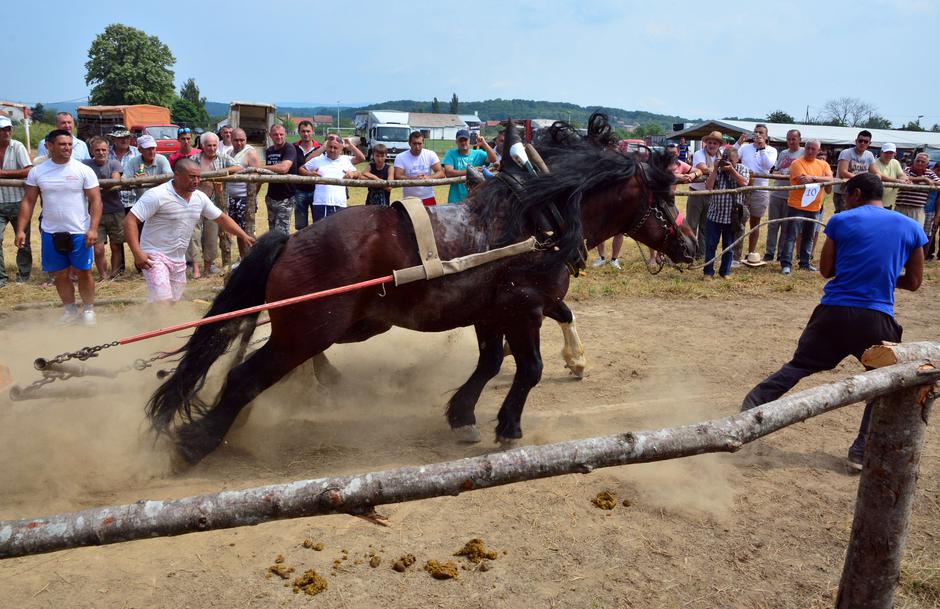 Oku?ani: Održana Štraparijada 2017., natjecanje konja u vu?i teških trupaca