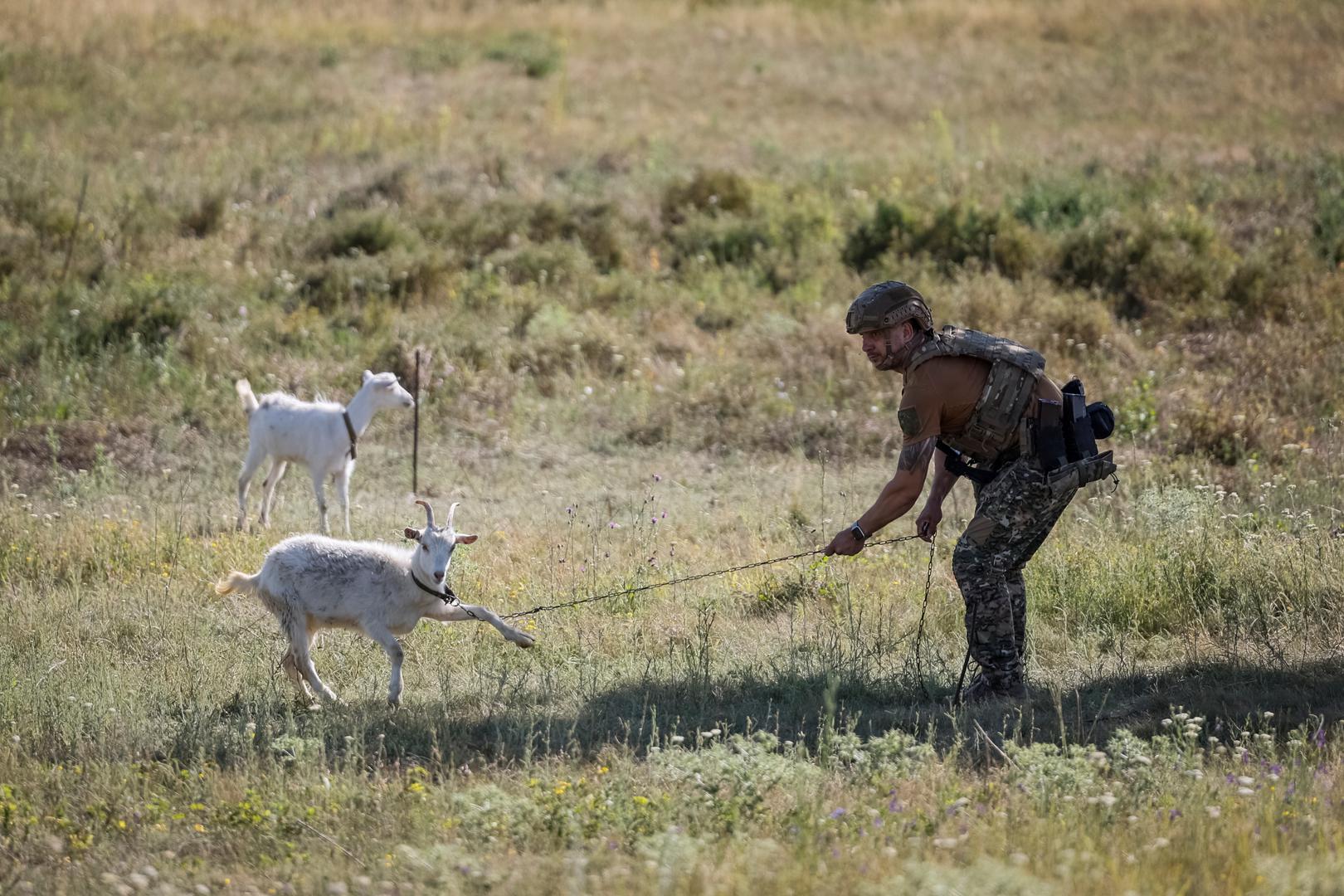 Ivan, 35, Ukrainian police officer, releases a goat belonging to a local resident who is being evacuated, amid Russia's attack on Ukraine, in the town of Toretsk, near a front line in Donetsk region, Ukraine July 3, 2024. REUTERS/Alina Smutko Photo: ALINA SMUTKO/REUTERS