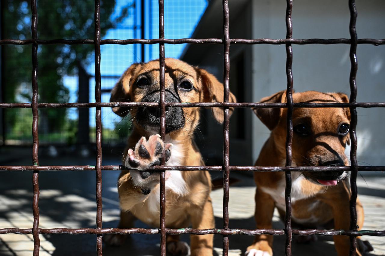 Zagreb: Sklonište za životinje u Dumovcu