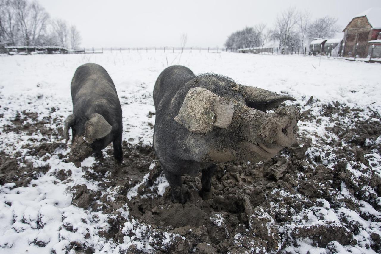 Cret Viljevski: Farma crnih slavonskih svinja