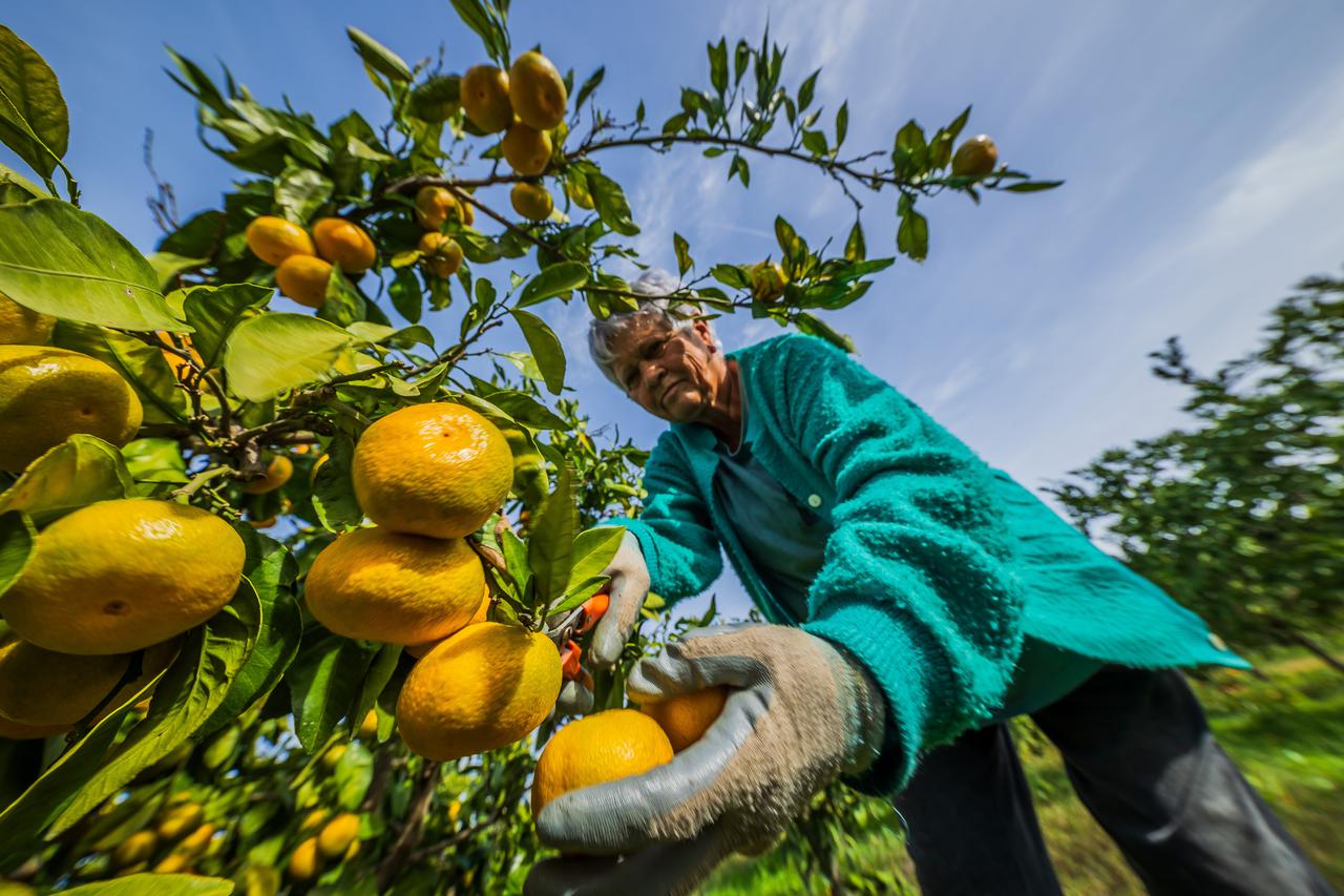 Opuzen, Branje mandarina u dolini Neretve na imanju Petra Bjelisa u kojem 3 generacije sudjeluju u branju