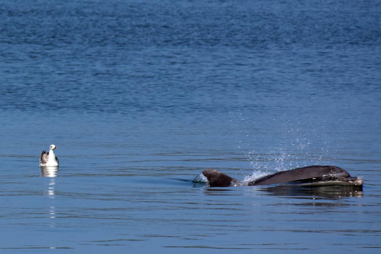 Pula: Delfin se zabavljao po zaljevu love?i ribu