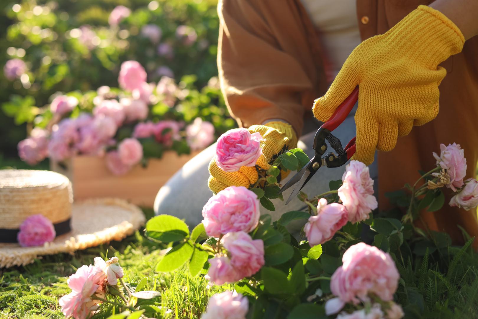 Vaga (23. rujna – 23. listopada) - Ruže: Ruže, simbol ljubavi i ljepote, savršeno odražavaju estetiku i harmoniju koju Vage cijene. Ovi cvjetovi dodaju eleganciju i romantiku u vrt te stvaraju atmosferu koja odgovara Vaginom ukusu.