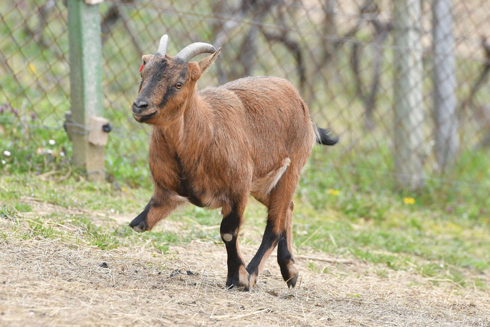 07.04.2023., Pescenica Vinicka - Nikola Bosak, vlasnik utocista za farmske zivotinje Suncani Bregec. Photo: Vjeran Zganec Rogulja/PIXSELL