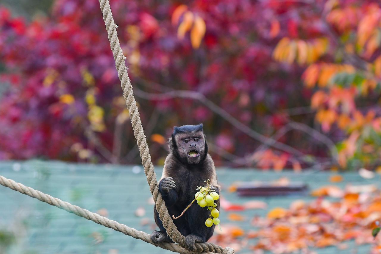 Životinje u zagrebačkom ZOO-u dobile bundeve