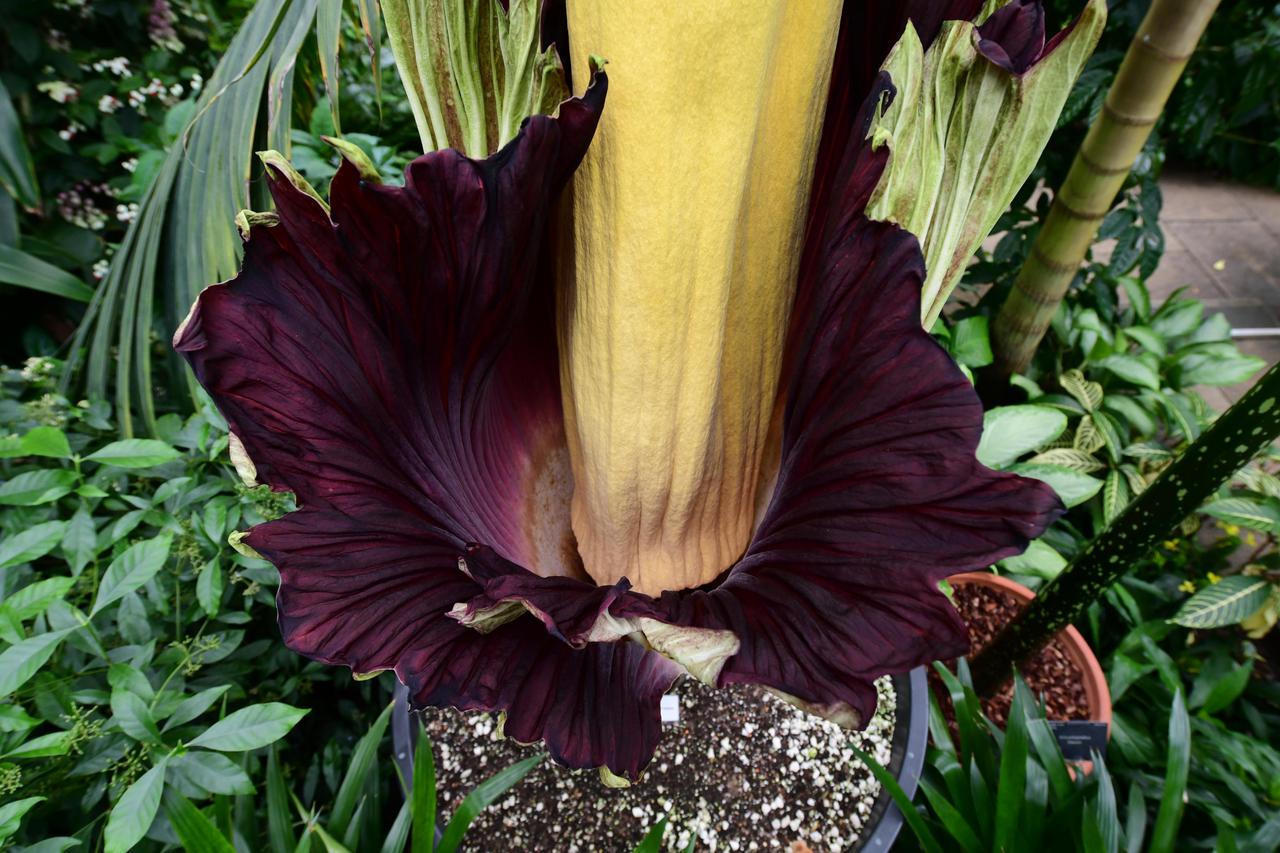 Titan Arum