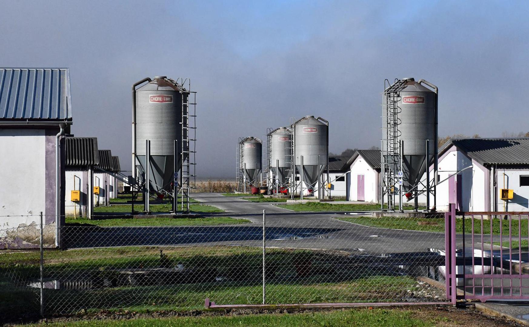 16.11.2023., Slavonski Kobas - Vindonova farma purana u blizini Oriovca na kojoj je otkrivena pticja gripa. Photo: Ivica Galovic/PIXSELL