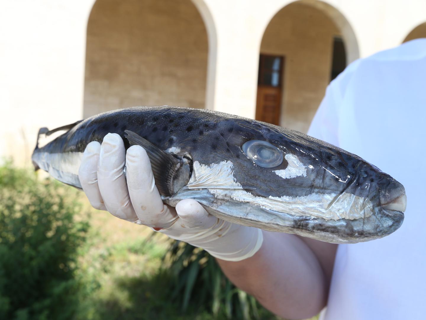 U Jadranu, u moru kod Rovinja, je otkrivena i srebrenopružna napuhača, jedna od od najotrovnijih riba na svijetu.