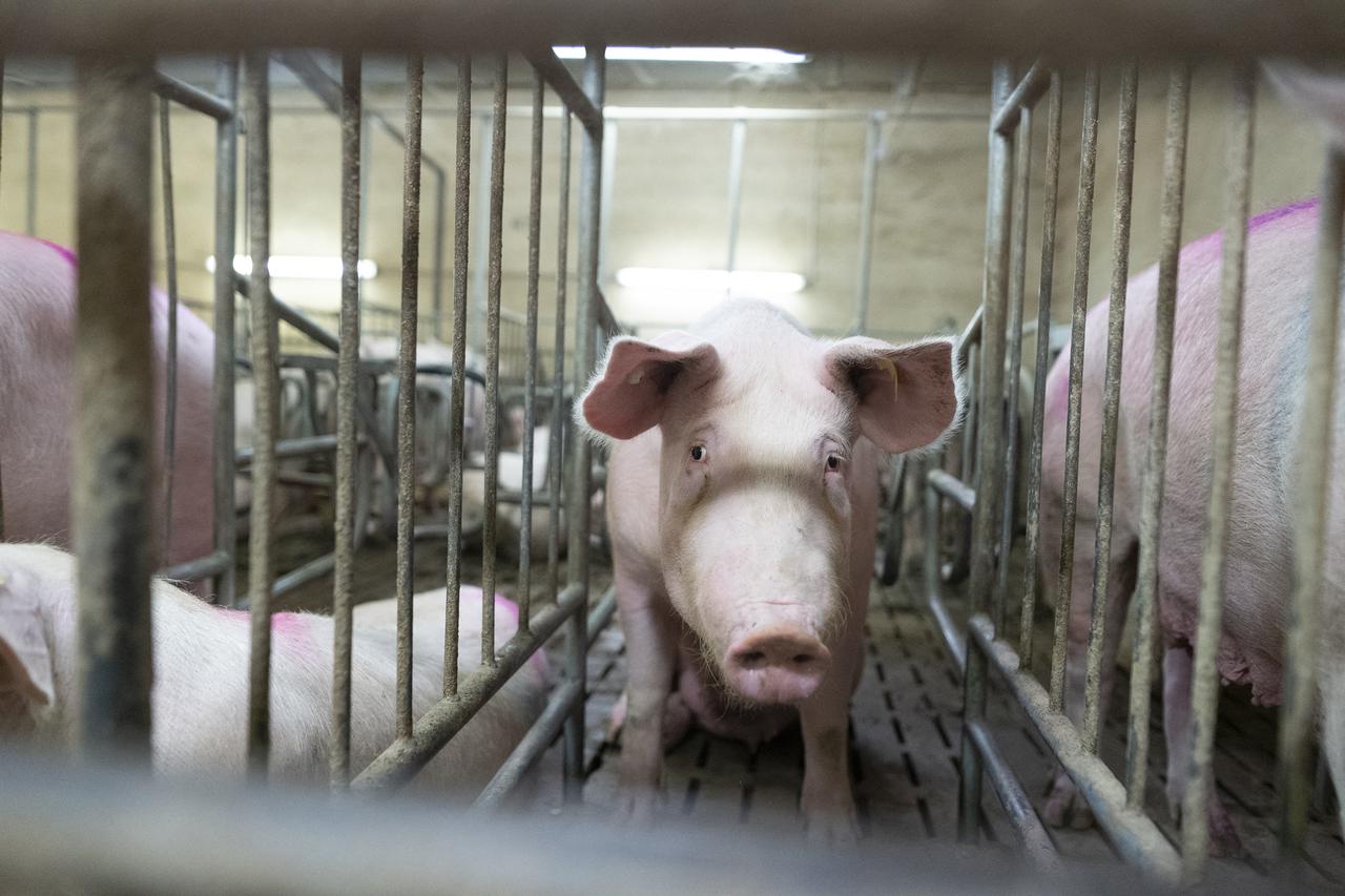 Francuske grupe za zaštitu životinja osu?uju uvjete u kojima se svinje uzgajaju na farmama