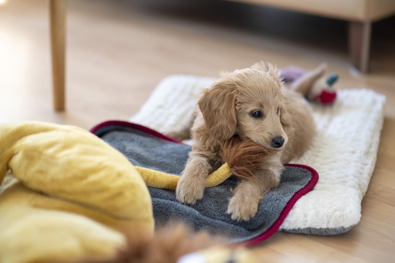 Goldendoodle štene