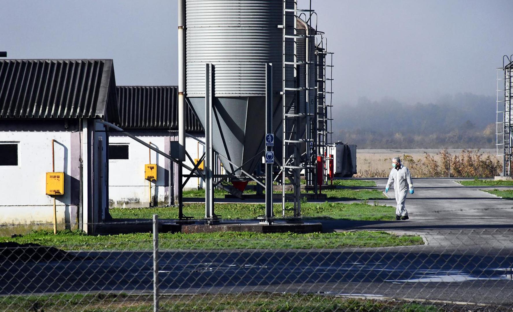 16.11.2023., Slavonski Kobas - Vindonova farma purana u blizini Oriovca na kojoj je otkrivena pticja gripa. Photo: Ivica Galovic/PIXSELL