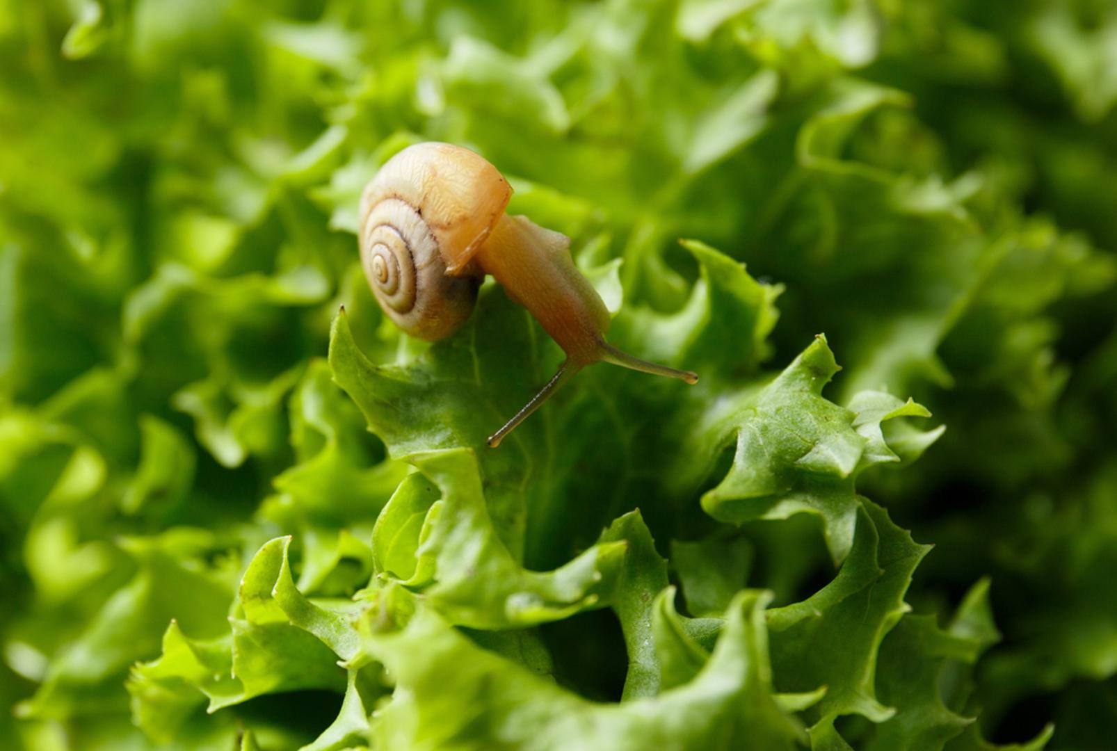 Prirodni repelent za štetočine: Pepeo odbija puževe i insekte, poput mrava. Posipajte ga oko biljaka koje želite zaštititi. No, izbjegavajte pretjerivanje, jer previše pepela može promijeniti ravnotežu tla.