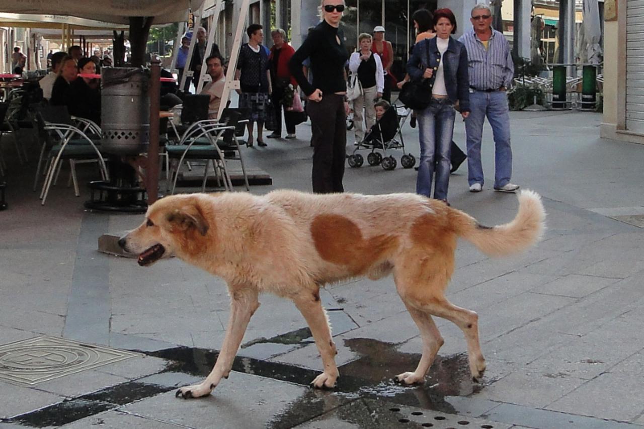 'Photo: Dusko Marusic/Vecernji list 04.10.09 ISTARSKO-PULA-HRVATSKA  pas lutalica napao drugog psa ciji ga je vlasnik otjerao no prilikom razdvajana veliki pas ga je ugrizo za ruku!! FOTO DUSKO MARUSI