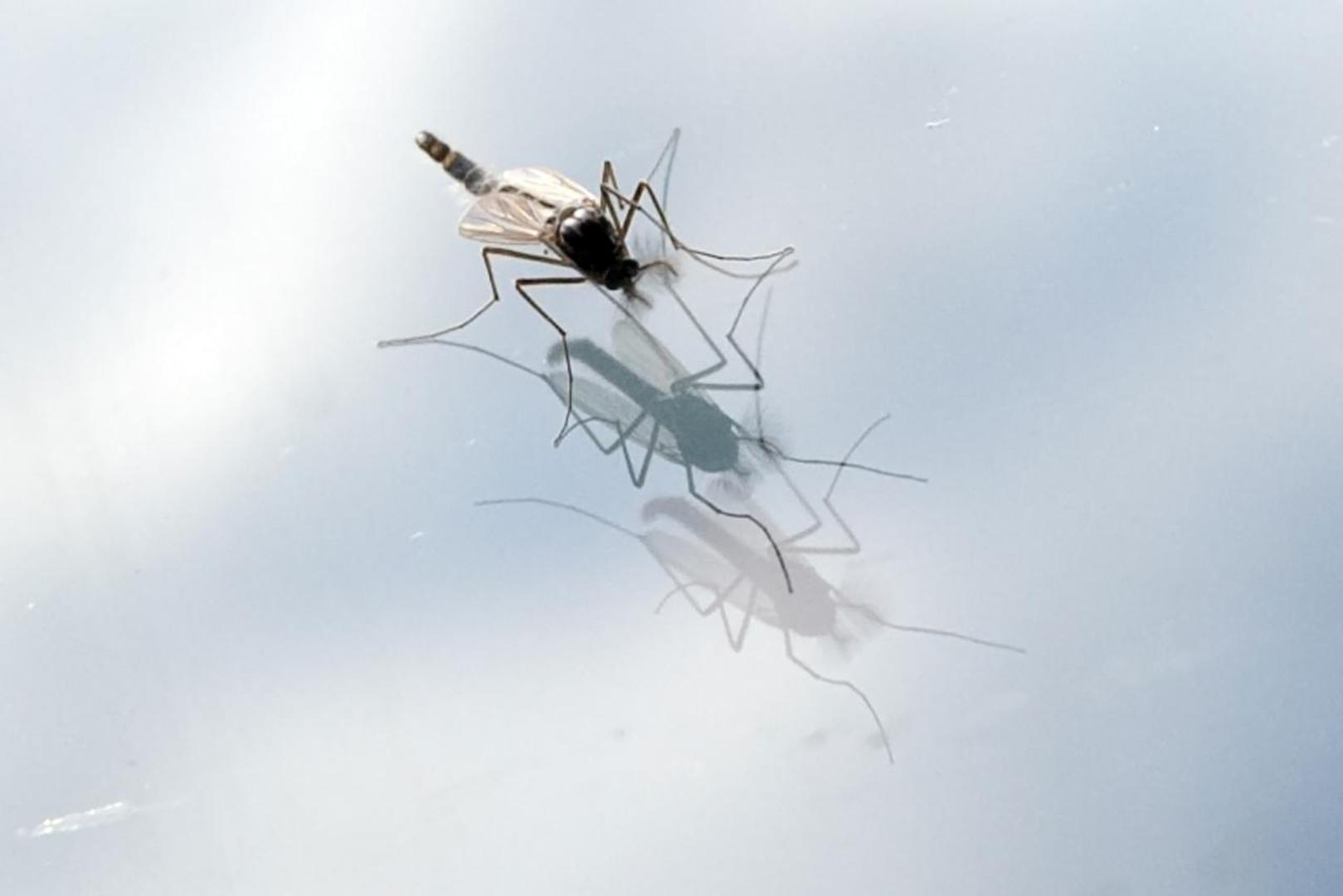 Protiv kukaca: Može se koristiti i za površine na koje dolaze kukci, a nakon što se sprej nanese, neće ih više biti.